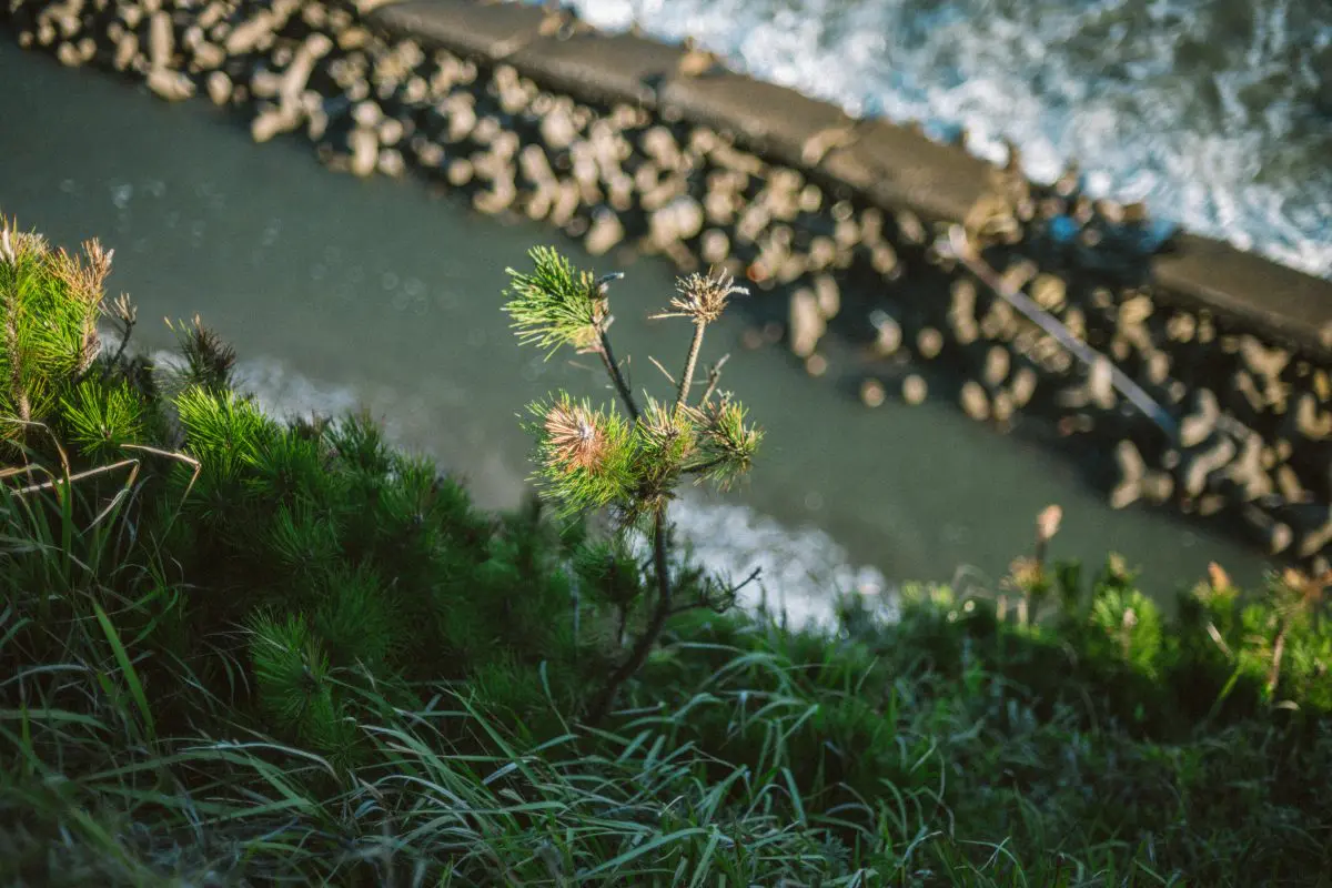 極上品】Nikon NIKKOR 50mm f1.4 【作例有】 極上品】Nikon NIKKOR