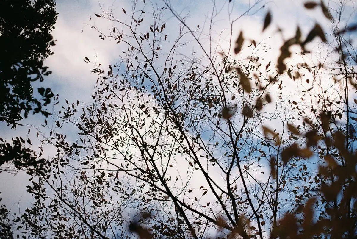 ASAHI PENTAX SPOTMATIC 一眼レフカメラ　実写作例あり PENTAX SPOTMATIC ◇ 実写編 Part.2 ◇ | デジタル試しうち