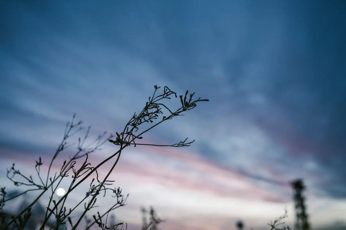 純正に匹敵する光学性能の中広角単焦点レンズ「YONGNUO YN35mm F2Z DF